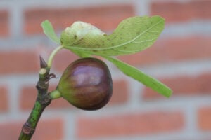 All About the Hardy LSU Purple Fig - Minneopa Orchards