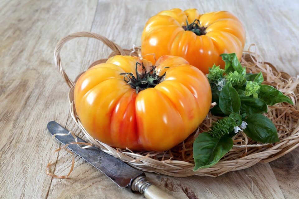 All About the Mouthwatering Pineapple Tomato - Minneopa Orchards