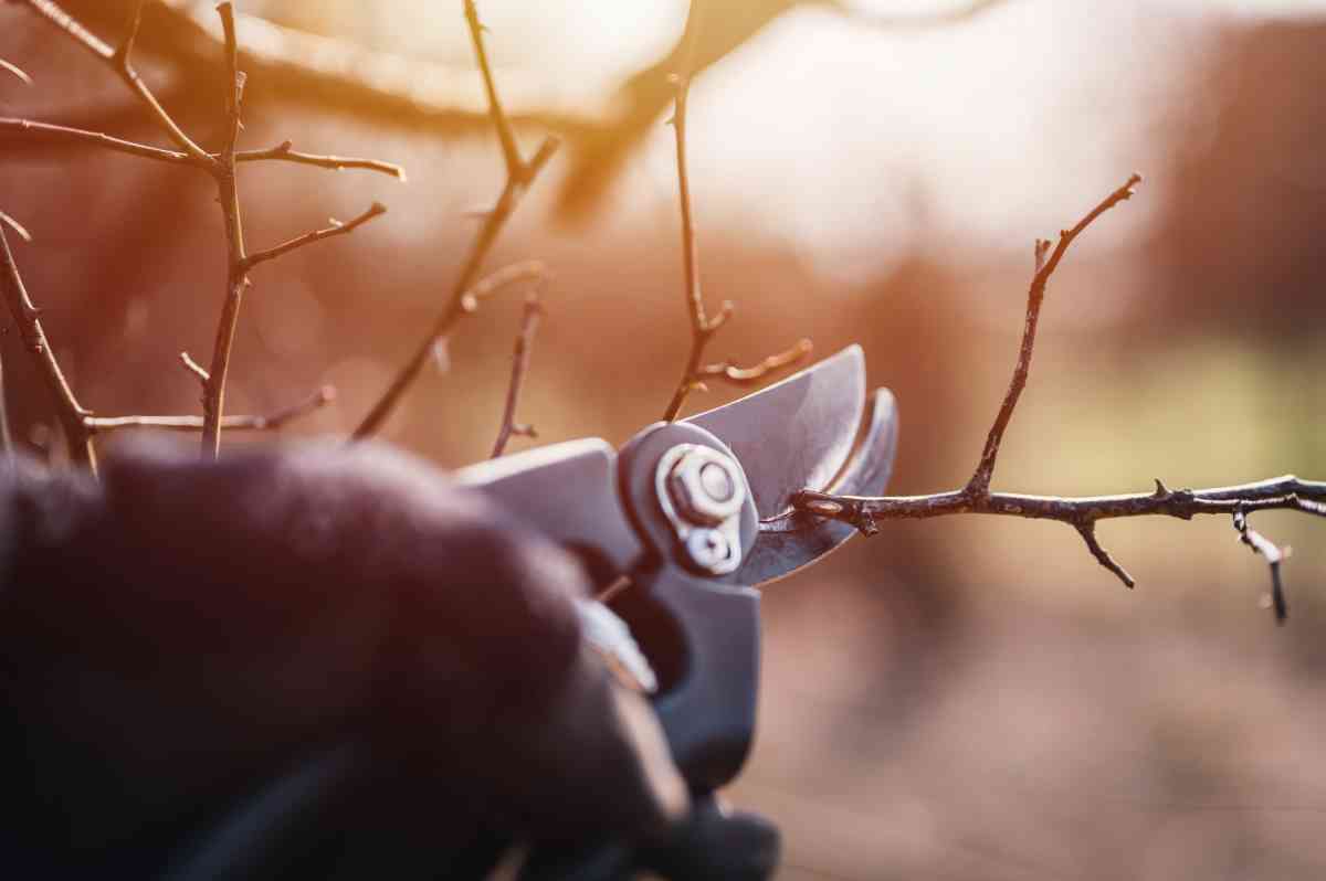 All About the Lemony Lace Elderberry Minneopa Orchards