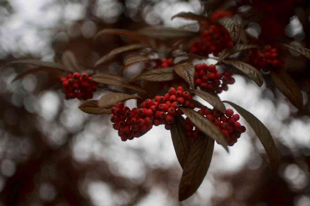 All About the Red Elderberry Minneopa Orchards