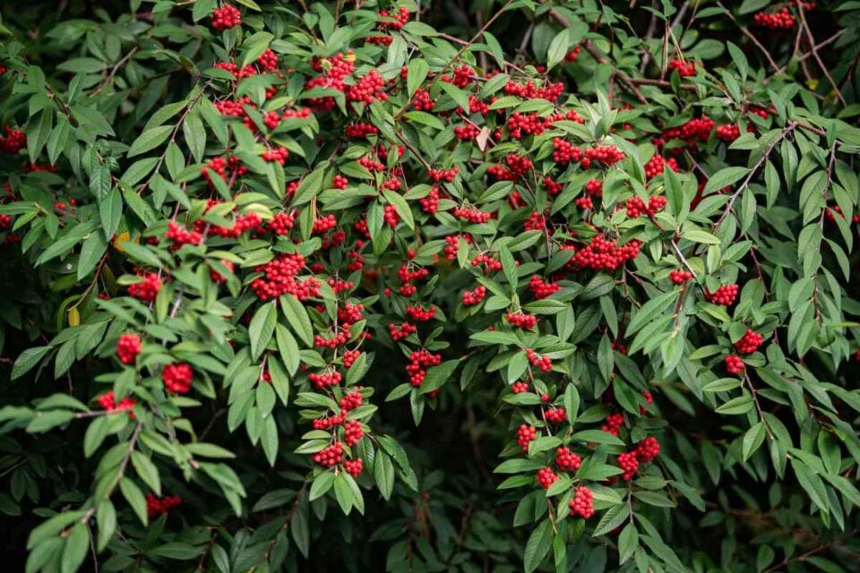 All About the Red Elderberry Minneopa Orchards