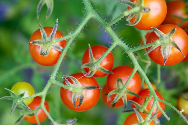 The 10 Best Tomato Plants for Containers Minneopa Orchards