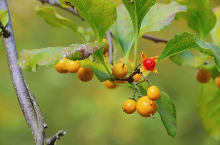 Bittersweet Vine - Minneopa Orchards