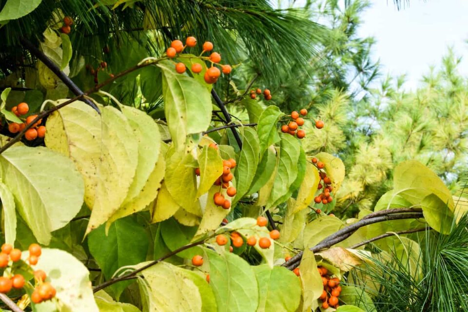 Bittersweet Vine Minneopa Orchards