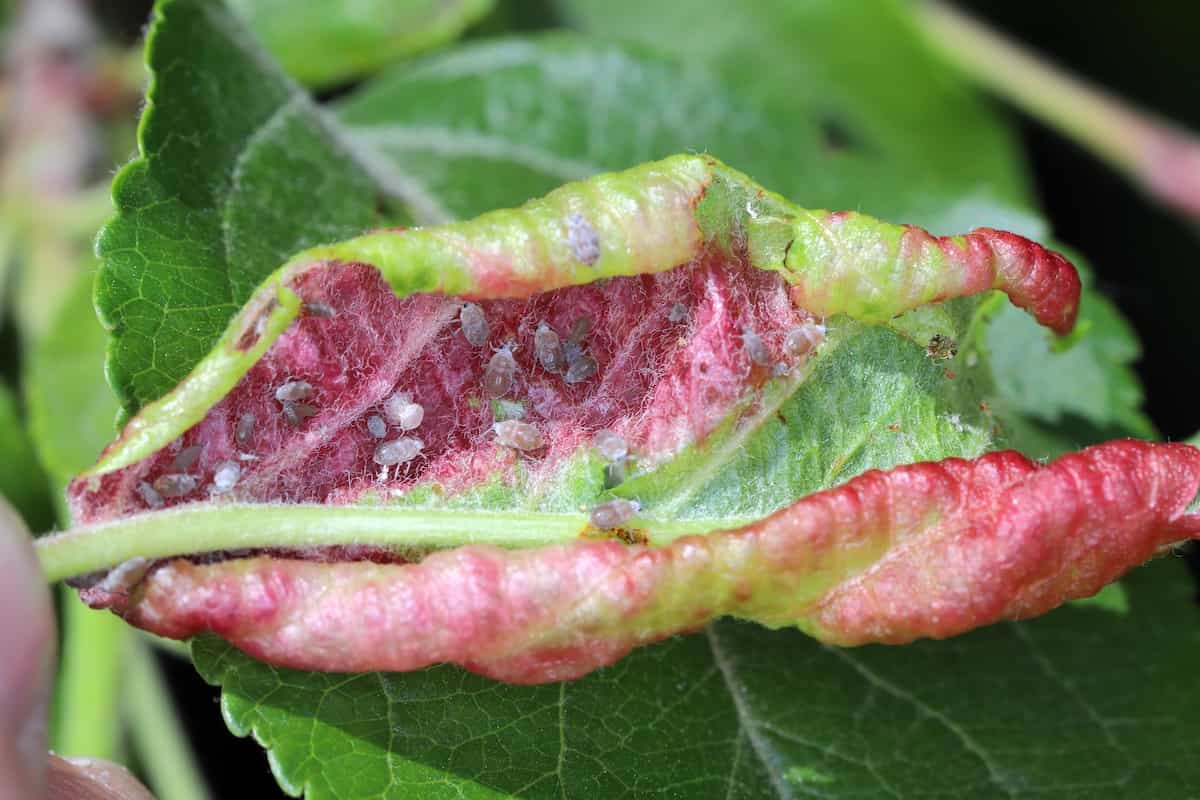 The Enemy in Your Orchard A Guide to Dealing With Aphids on Apple