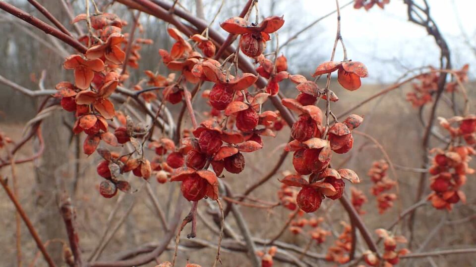 Bittersweet Vine Minneopa Orchards