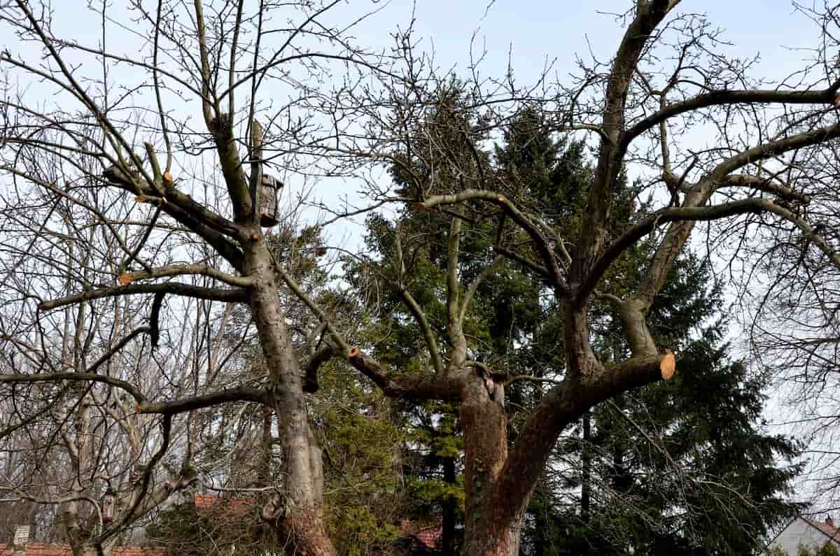 Reviving Your Orchard A Guide to Pruning Old Apple Trees Minneopa