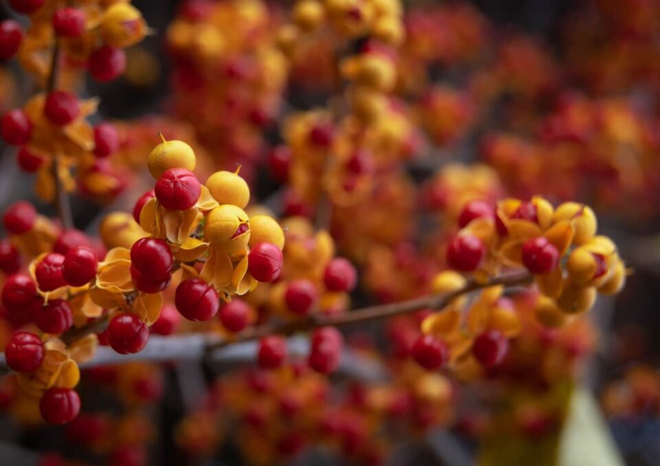 Bittersweet Vine - Minneopa Orchards