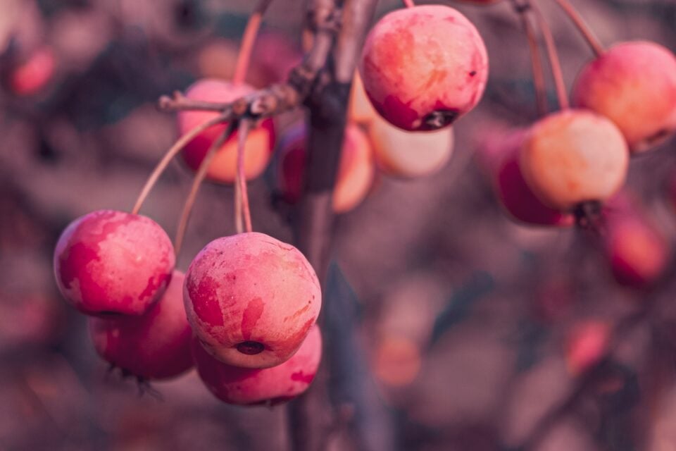The Prairie Crabapple Tree Minneopa Orchards