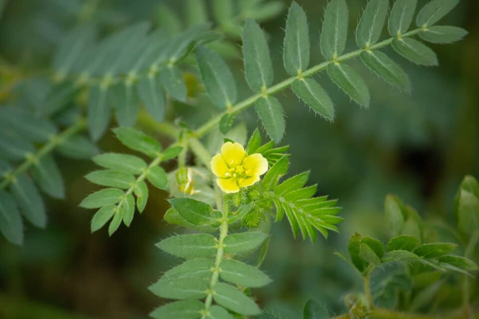 How to Keep Weeds Out of Gardens A Practical Guide Minneopa Orchards