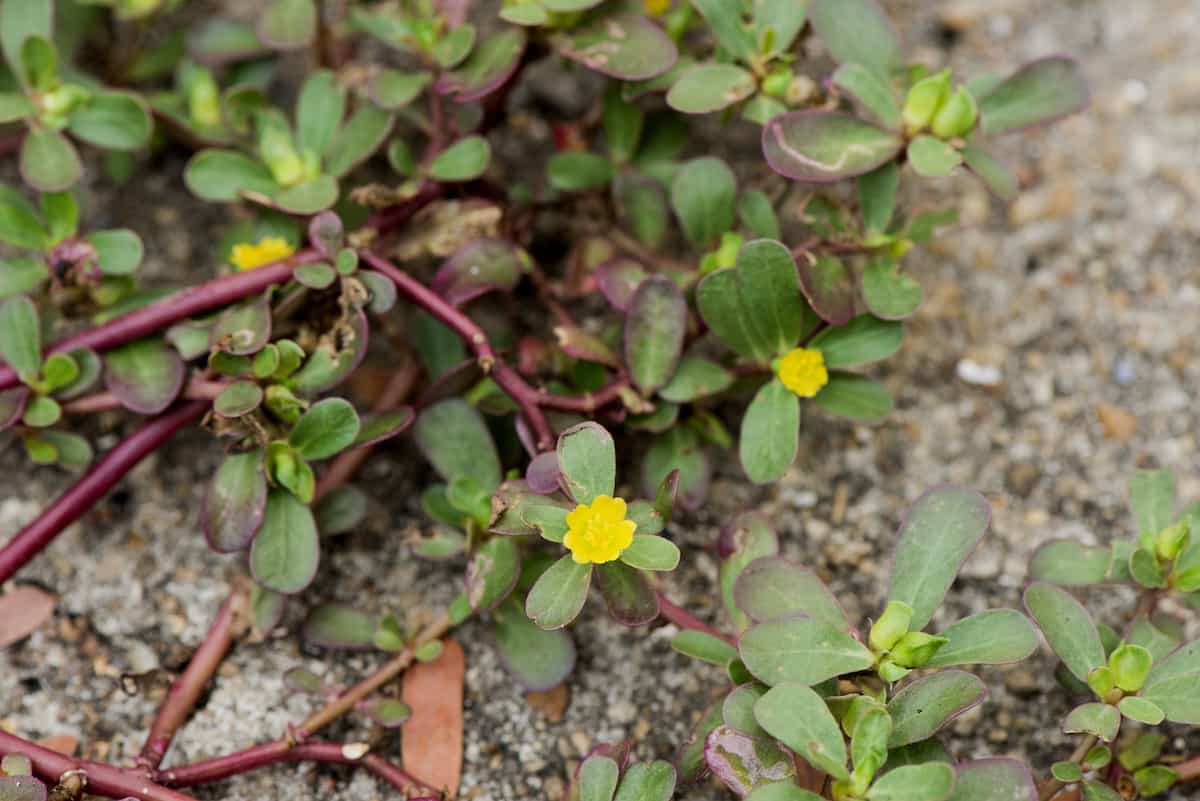 Closeup of purslane plant with red stems and yellow flowers