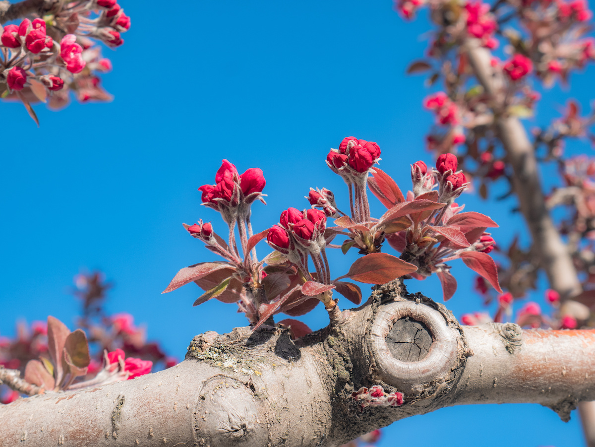 The Stunning Royal Raindrops Crabapple Tree Minneopa Orchards