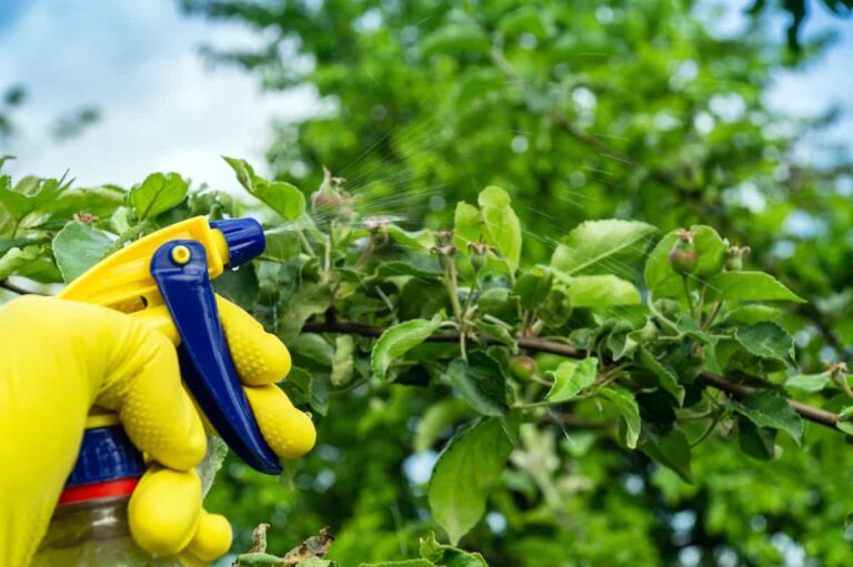 The Benefits of Organic Apple Tree Spray Why You Should Use It in Your