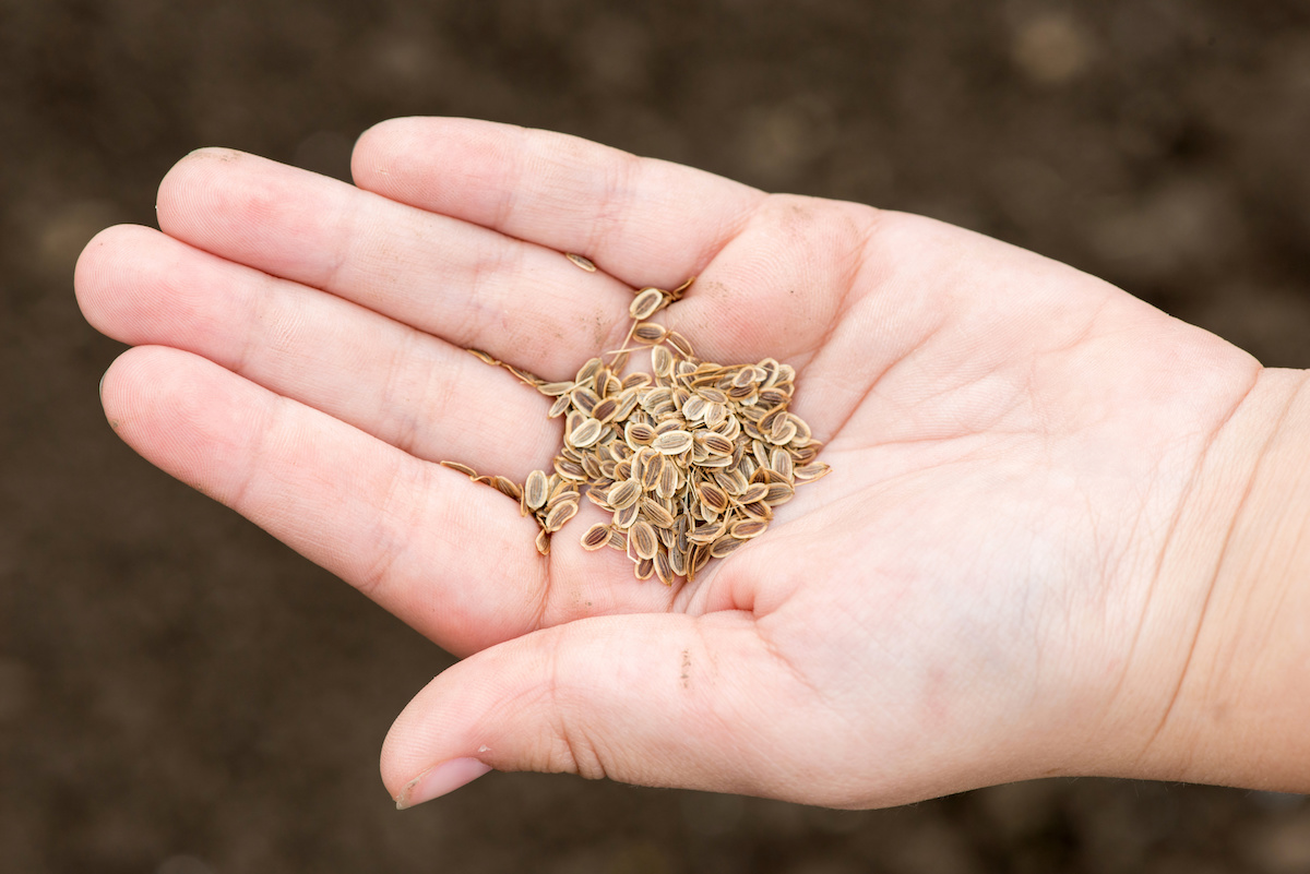 How To Harvest Carrot Seeds To Grow Next Season Minneopa Orchards