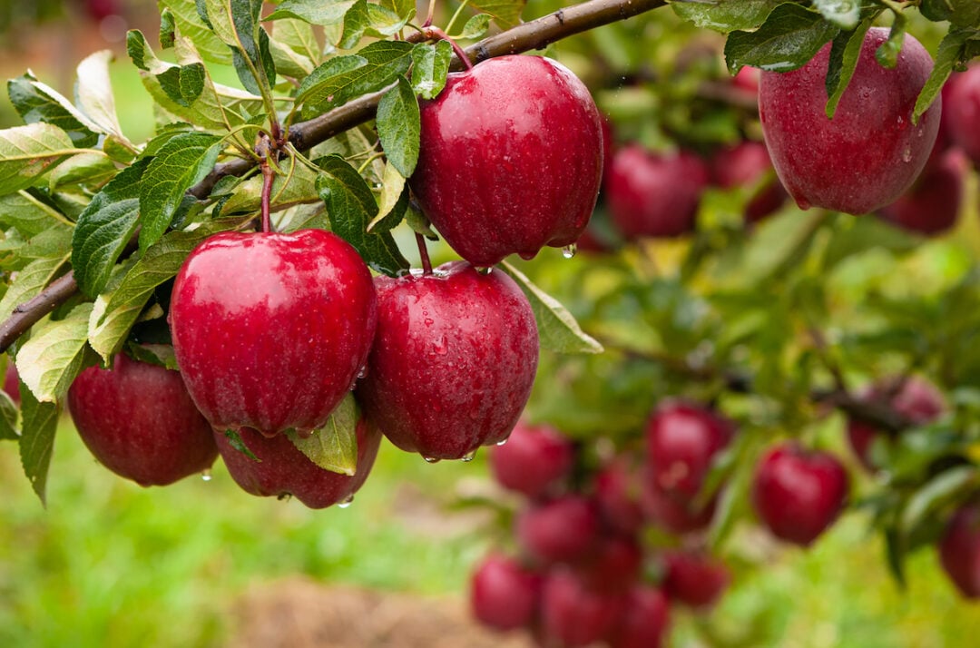 No Pollinator? No Problem: Why Self-Pollinating Apple Trees Are a Wise ...