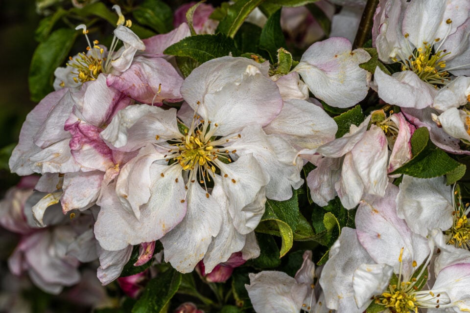 45 Crabapple Tree Varieties For You To Consider Minneopa Orchards