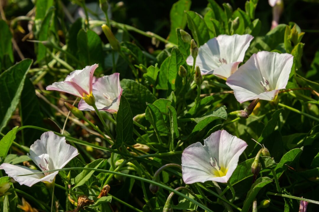 Field Bindweed Minneopa Orchards
