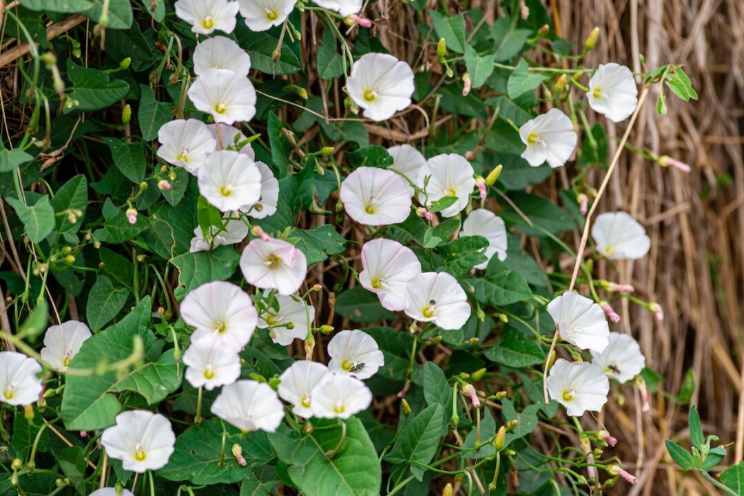 Field Bindweed Minneopa Orchards
