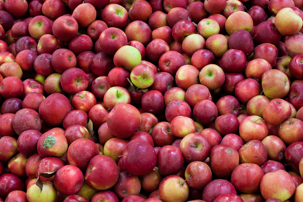 All About Heirloom Apple Trees and 21 Popular Varieties Minneopa Orchards