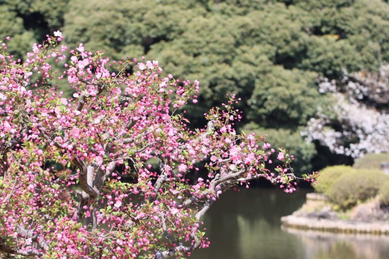 The Louisa Crabapple Tree Minneopa Orchards