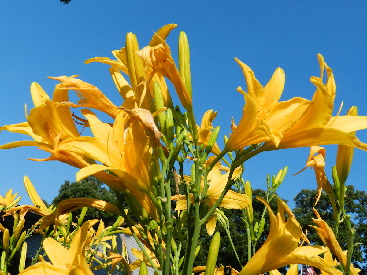 10 LowMaintenance Plants for a Beautiful Garden Minneopa Orchards