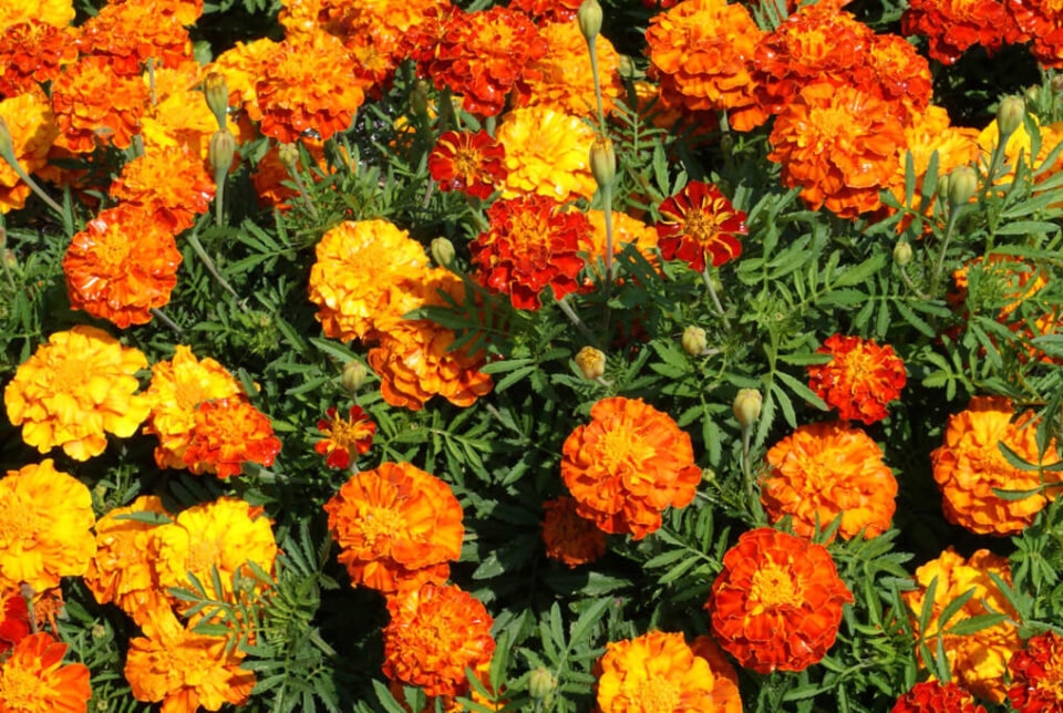 8 Companion Plants For Beets Minneopa Orchards