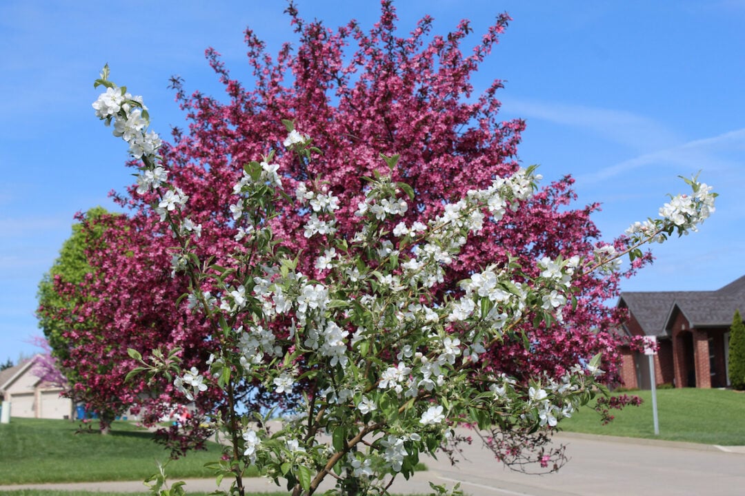 The Callaway Crabapple Tree - Minneopa Orchards