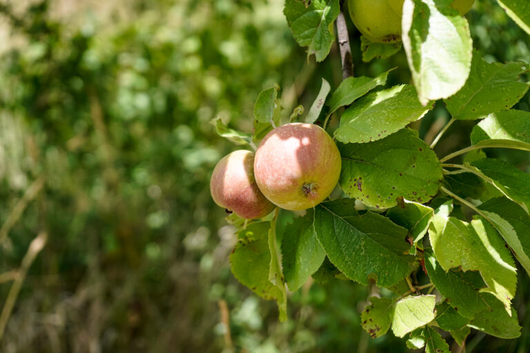 No Pollinator? No Problem Why SelfPollinating Apple Trees Are a Wise