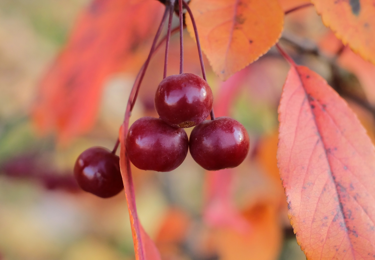 The Siberian Crabapple Tree Minneopa Orchards