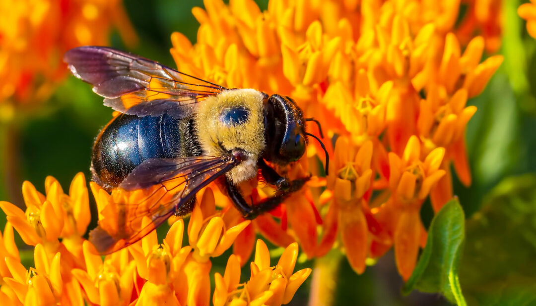 Natural Beekeeping 101 Minneopa Orchards