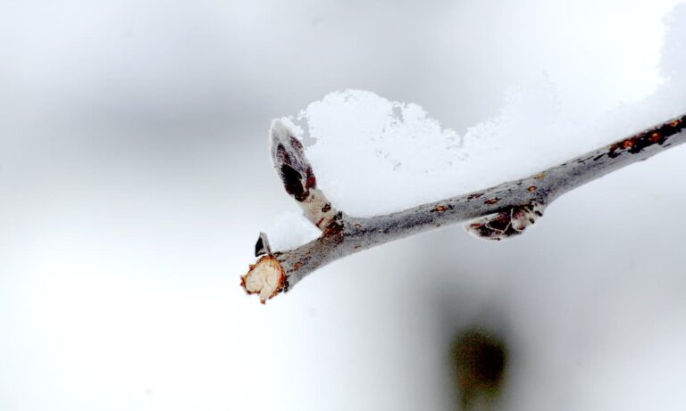 Signs of Spring: Understanding the Lifecycle of Apple Tree Blooms ...