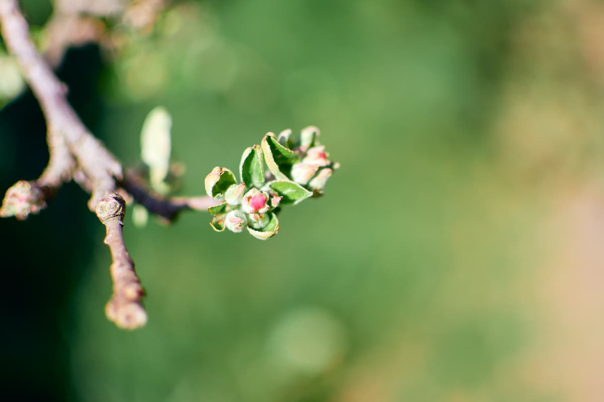 Signs of Spring Understanding the Lifecycle of Apple Tree Blooms