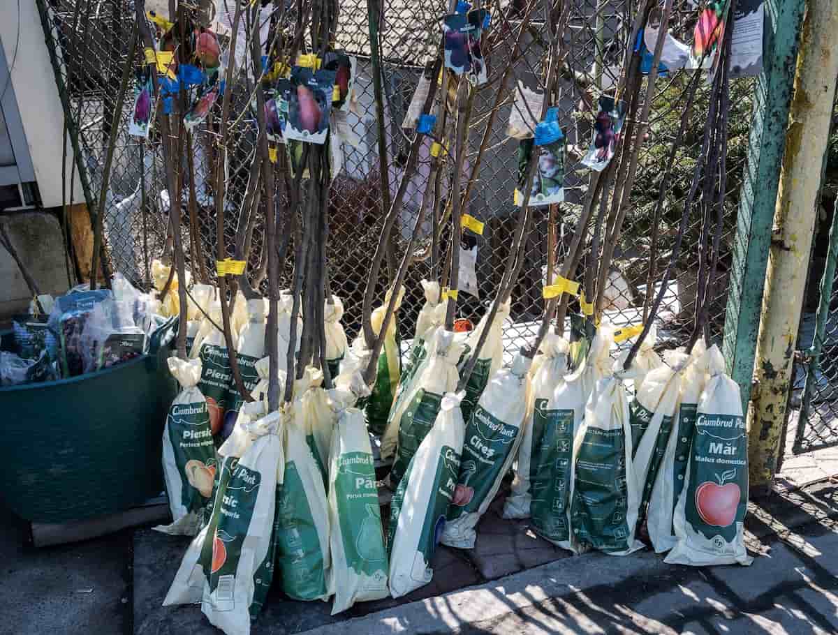 Bare Root Apple Trees 101 What You Need to Know Before You Plant