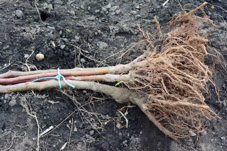 How to Plant and Care for Bare Root Fruit Trees Minneopa Orchards