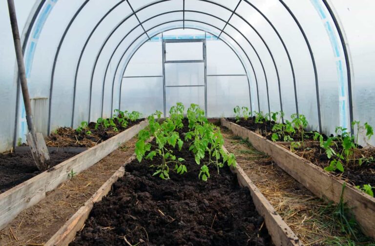 Keep Your Greens Cozy How To Keep Your Greenhouse Warm In Winter