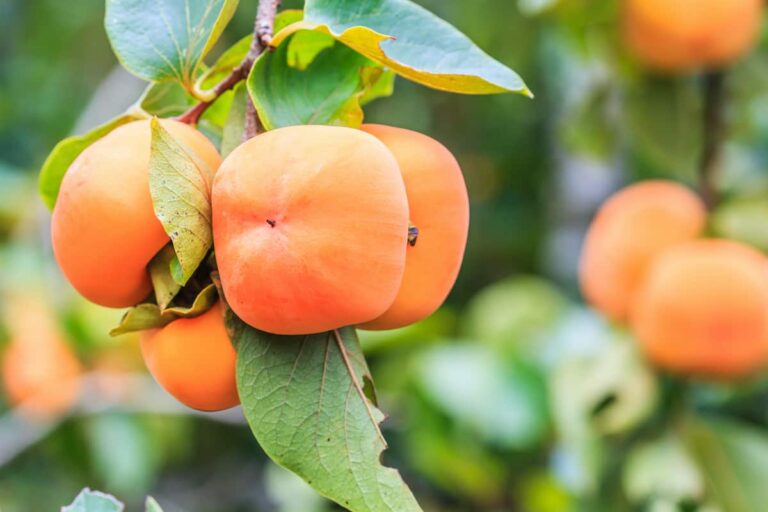 How to Plant Persimmon Trees - Minneopa Orchards