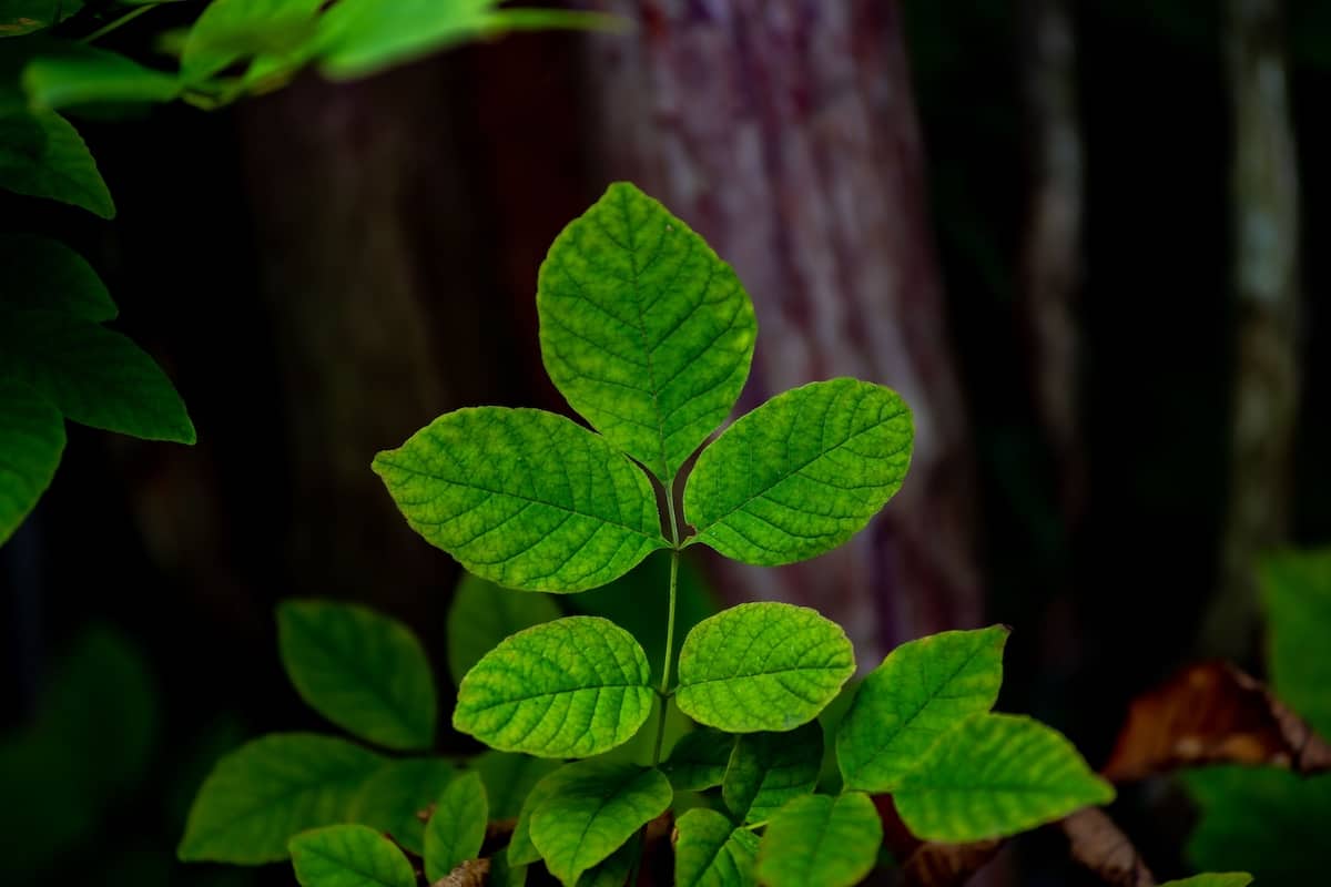 Poison Sumac - Minneopa Orchards