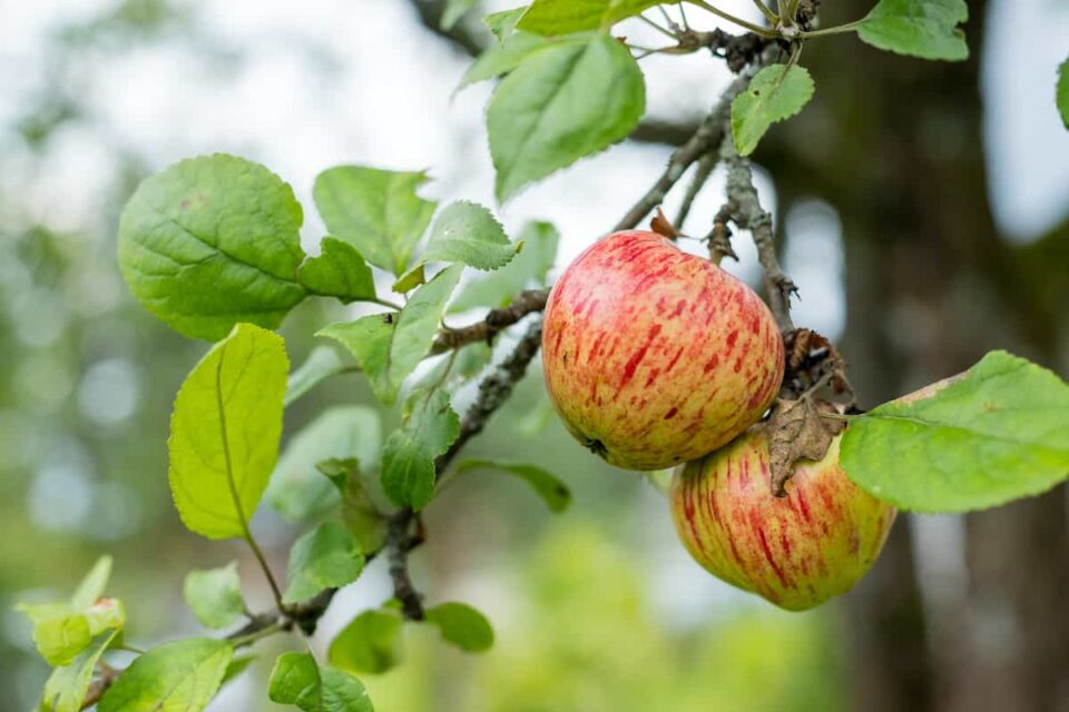 The Need for Speed How to Choose and Care For Fast Growing Apple Trees