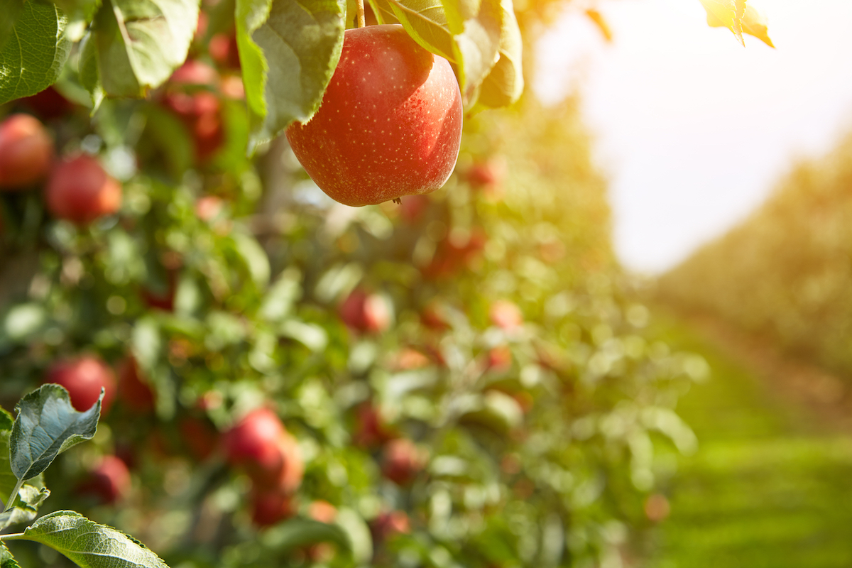 Apple Pollination Chart A Guide With Simplified Steps For Success