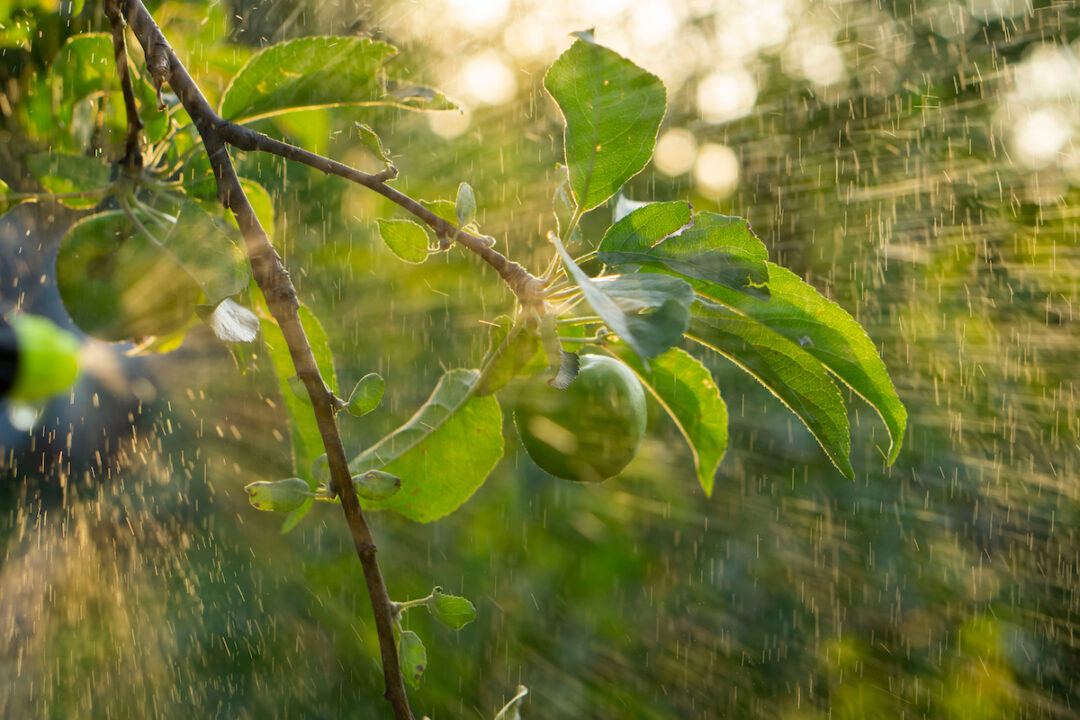 Homemade Apple Tree Spray Make Your Own and Save Money Minneopa Orchards