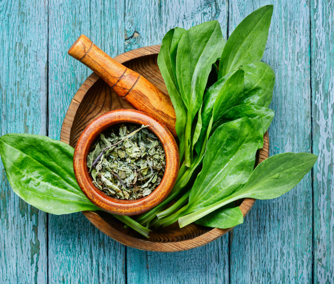 All About Broadleaf Plantain Minneopa Orchards