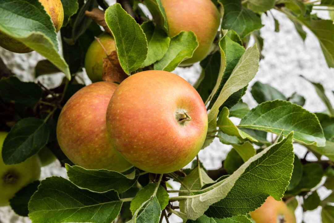 The Cox Orange Pippin Apple Tree - Minneopa Orchards