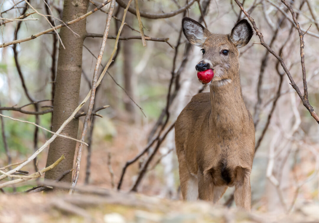 Fruit Trees that Attract Deer How to Choose the Right Apple Trees for