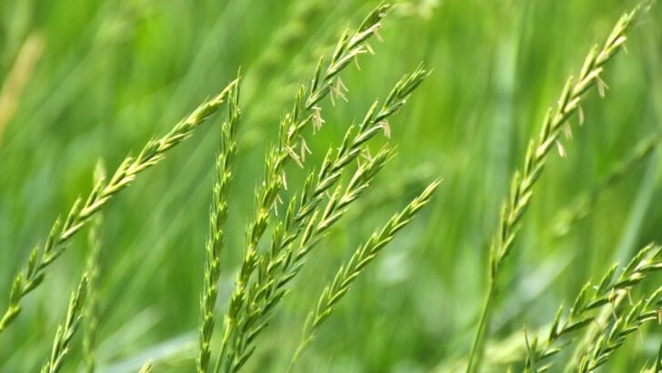 In the meadow, in the wild grows grass and weeds Elymus repens, otherwise known as quackgrass