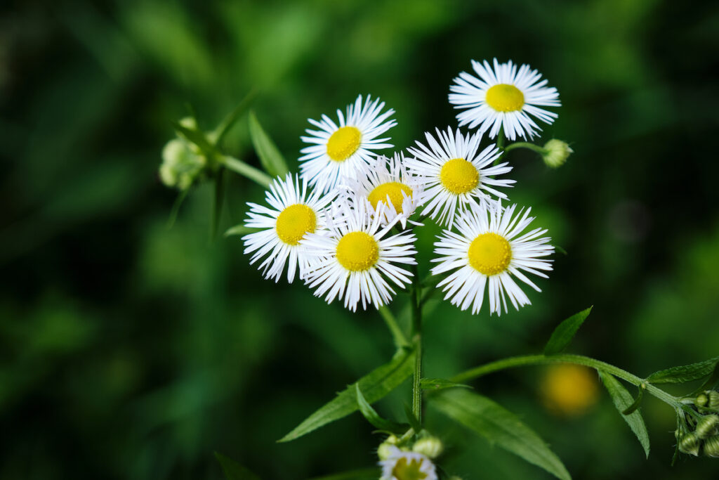 All About Fleabane Minneopa Orchards