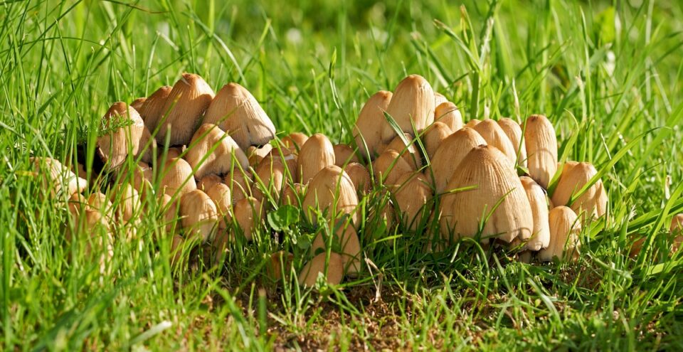 How to Grow Mushrooms at Home: A Step By Step Guide - Minneopa Orchards
