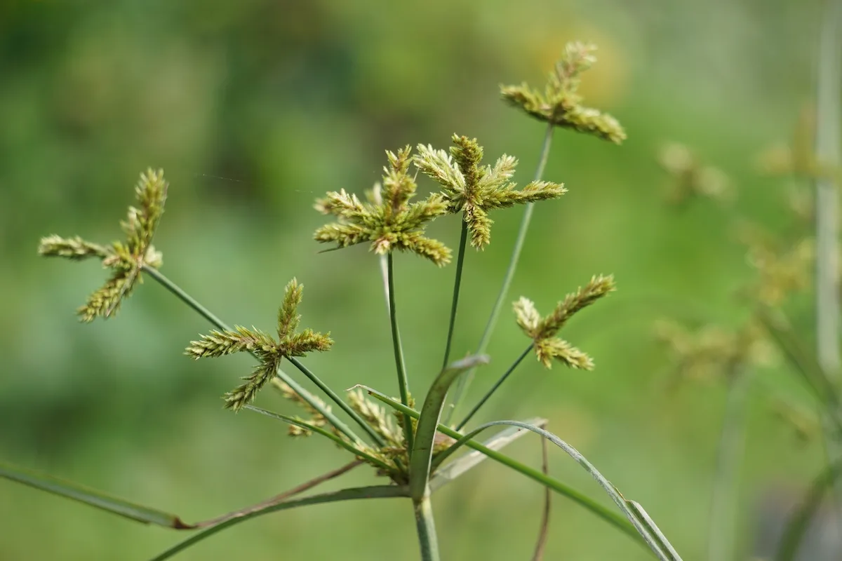 Sedge Grass Weed