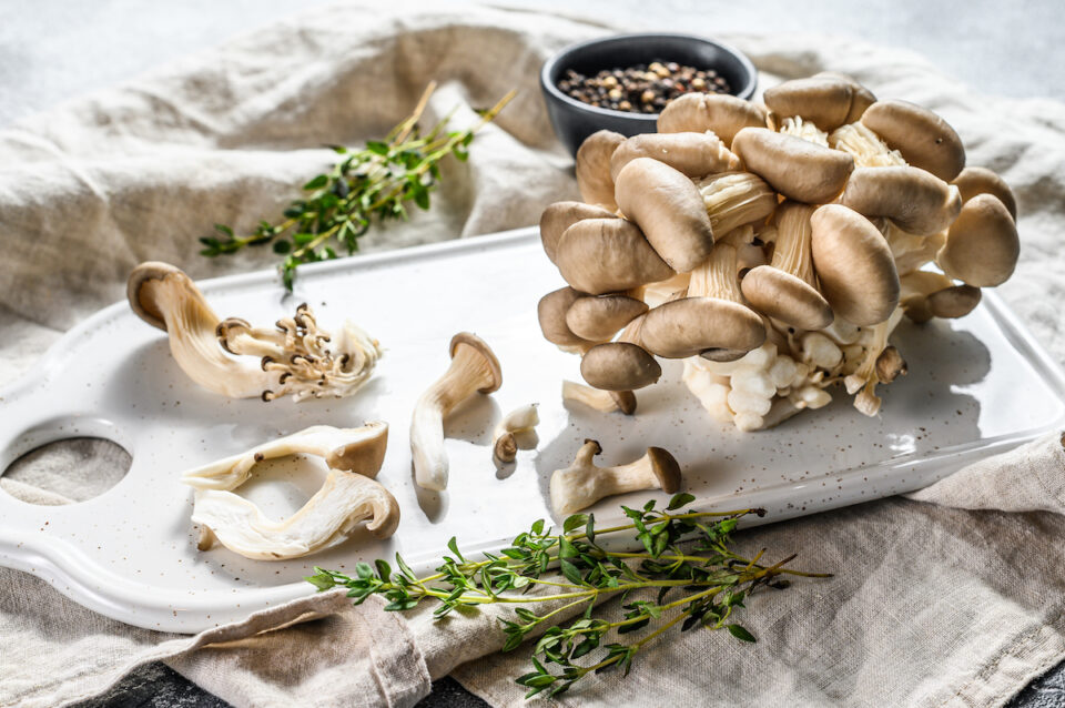 Oyster Mushroom Benefits for Your Health Minneopa Orchards