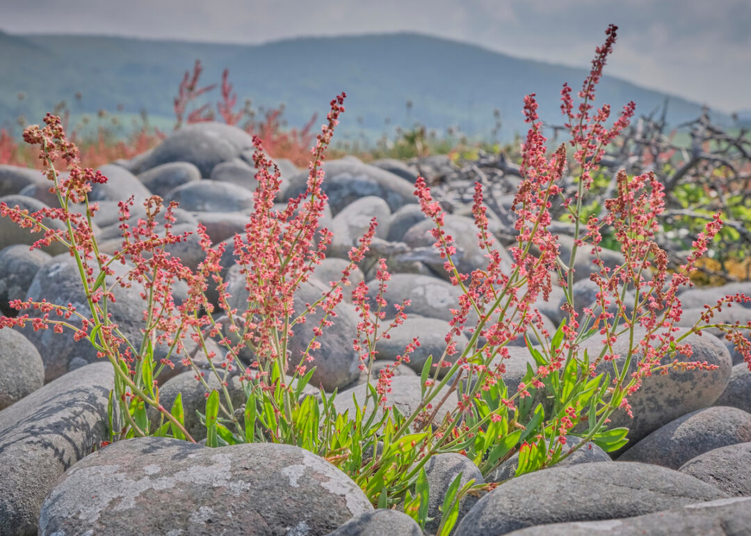 All About Sheep Sorrel Minneopa Orchards