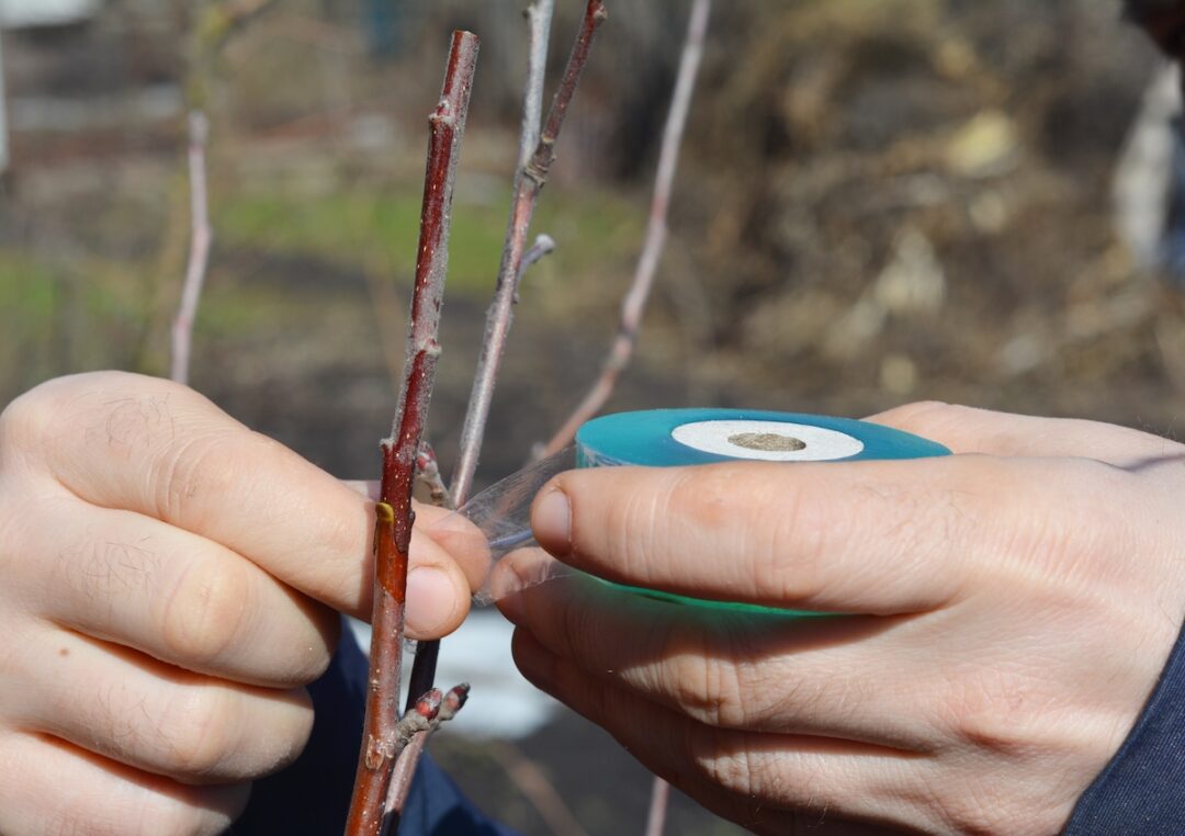 Tree Bark Repair Guide How to Repair Tree Bark Damage Minneopa Orchards